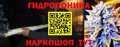 индика Кингисепп